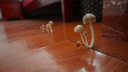 潮濕的地下室對人體有哪些危害？